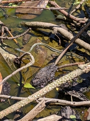 Thamnophis proximus
