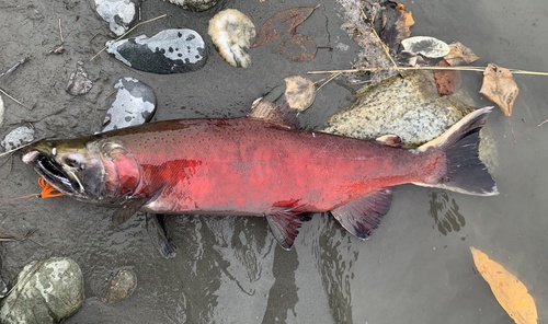 Coho Salmon