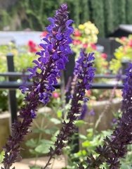 Salvia