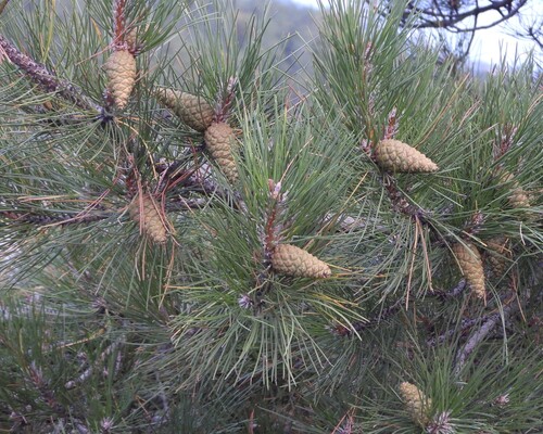 black pine