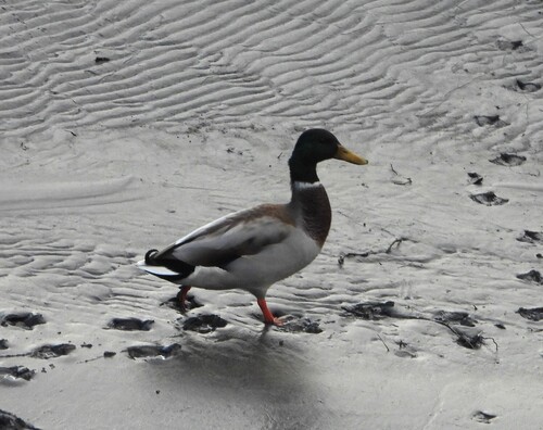 Mallard