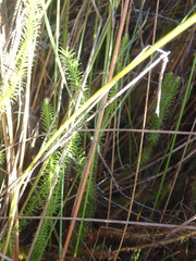 Lateristachys lateralis