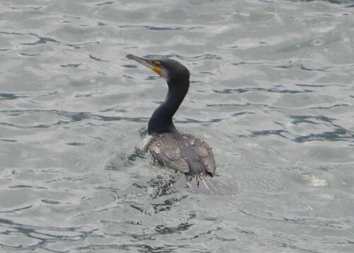 Great Cormorant