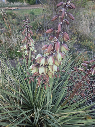 Great Plains yucca