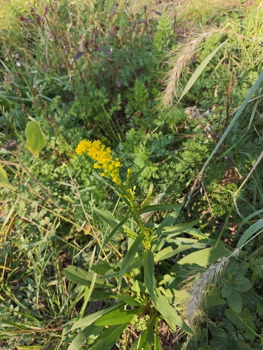 northern seaside goldenrod