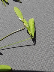 Vicia tetrasperma