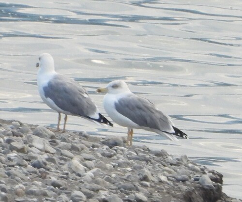 Yellow-legged Gull