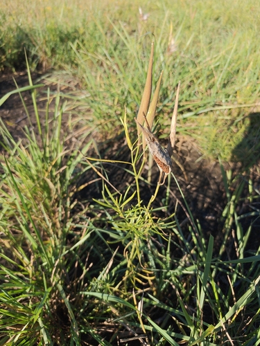 whorled milkweed