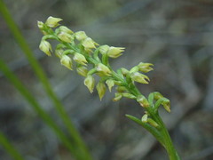 Genoplesium pumilum