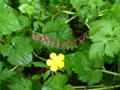Tolmiea diplomenziesii
