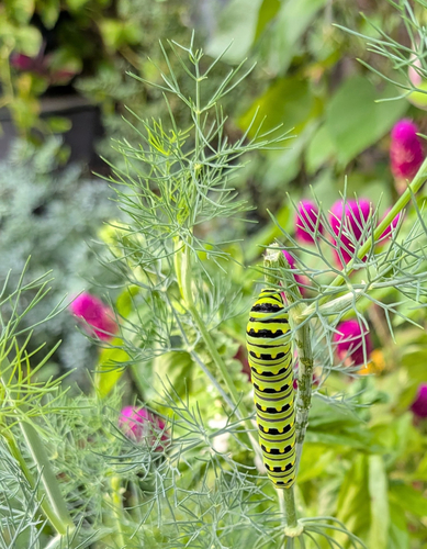 Black Swallowtail