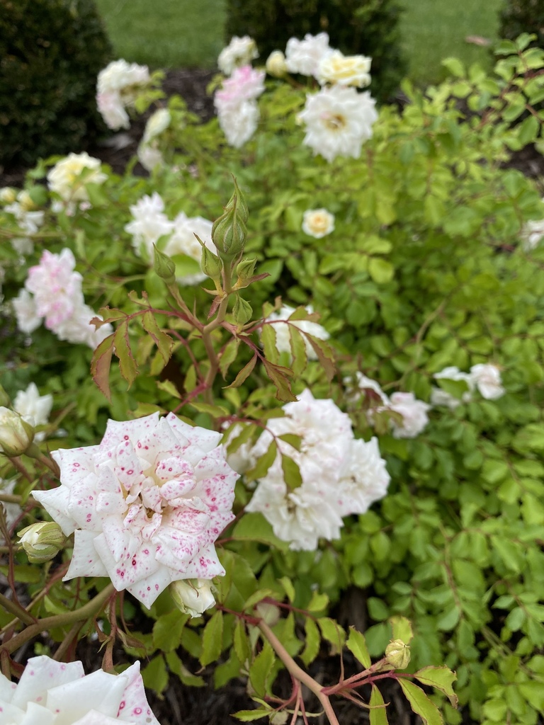 mountain laurel from 6835 Flat Creek Rd, College Grove, TN, US on May 23, 2020 at 1125 AM by