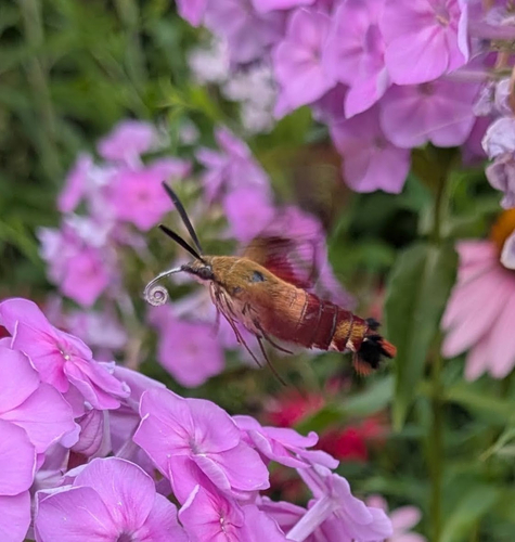Hummingbird Clearwing