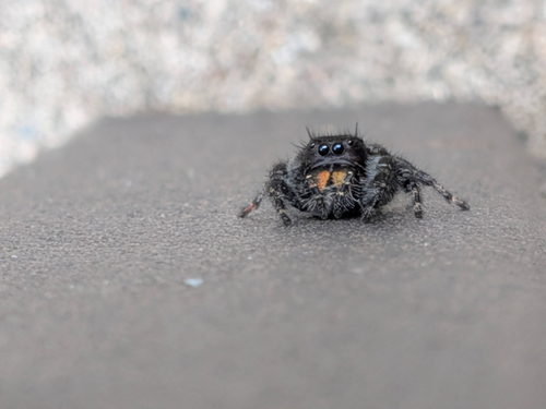 Bold Jumping Spider