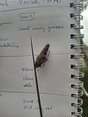 Lepironia articulata observed 2026-10-06