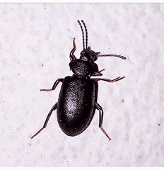 Anaedus