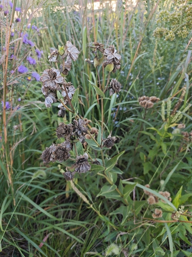 prairie rosinweed