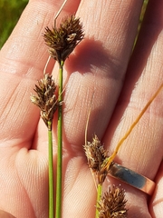 Carex unilateralis