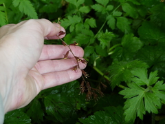 Tolmiea diplomenziesii