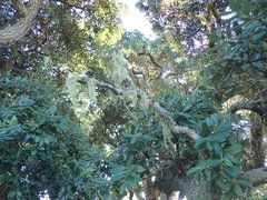 Ramalina australiensis