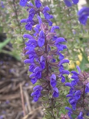 Salvia