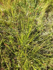Carex unilateralis