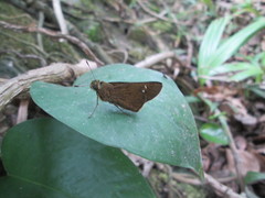 Caltoris cahira austeni