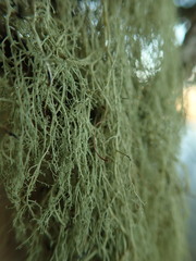 Ramalina australiensis
