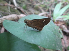 Caltoris cahira austeni