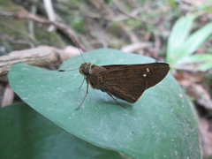 Caltoris cahira austeni