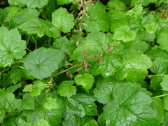 Tolmiea diplomenziesii