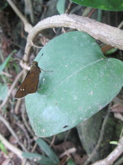 Caltoris cahira austeni