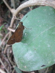 Caltoris cahira austeni