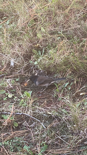 Dark-eyed Junco