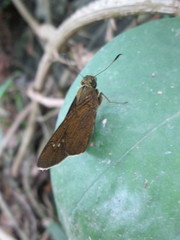 Caltoris cahira austeni