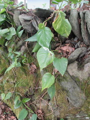 Epipremnum aureum