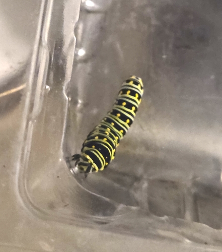 Black Swallowtail