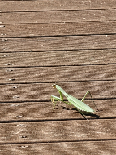 Chinese Mantis