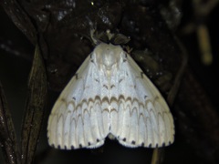 Lymantria mathura subpallida