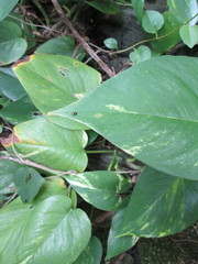 Epipremnum aureum