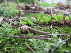 Lemmaphyllum microphyllum