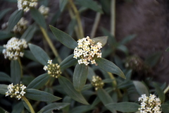 Mitracarpus megapotamicus