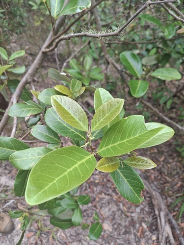 Alectryon coriaceus, 2026-10-06