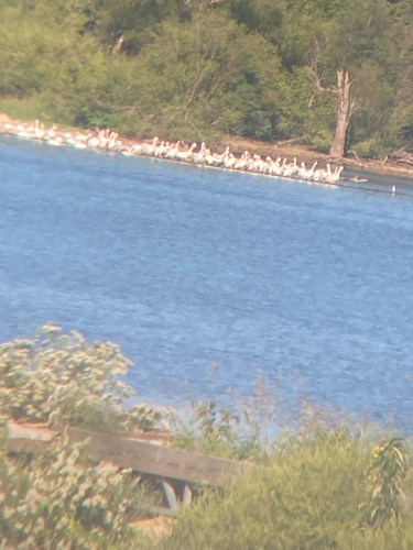 American White Pelican