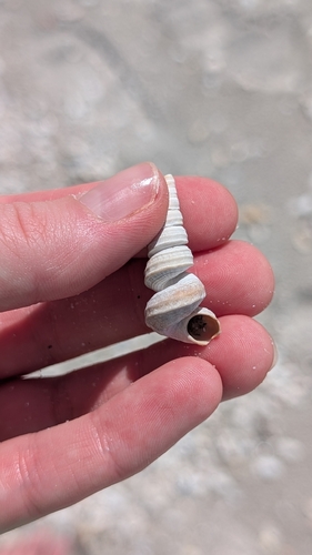 Vermicularia observed 2026-10-05