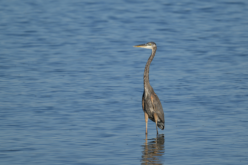 Great Blue Heron