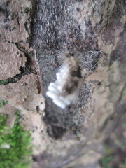 Lepidoptera