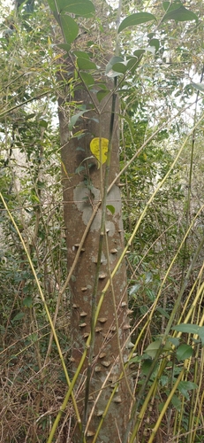 Tambataru