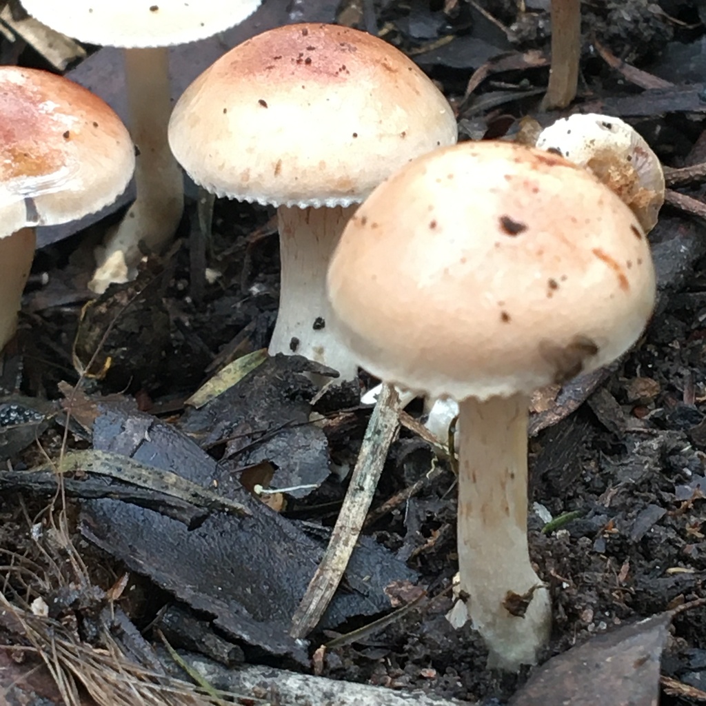 Ghoul Fungus