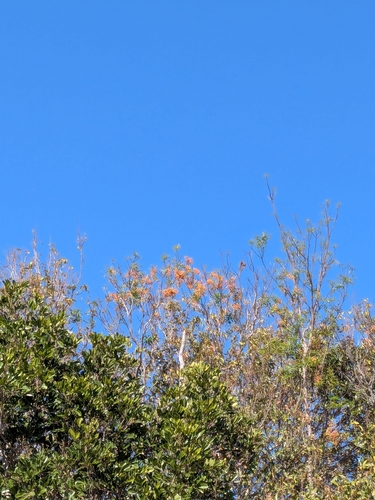 Cassia brewsteri observed 2026-09-20